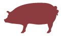 50-75% Iberian breed acorn-fed pigs